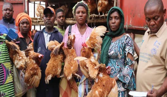 Lire la suite à propos de l’article Importation des poules du Rwanda : le prix varie entre 17.000 et 35.000 Fc sur le marché de la cité de Kamanyola